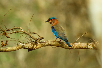 The indian roller (Coracias benghalensis) bird lives in various ecosystems, prefers warm and sunny plains. They mostly feed on insects such as grasshoppers, praying mantis, crickets, moths, and cicada