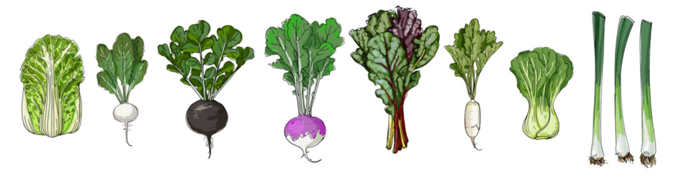 Hand Drawn Colorful Vegetables &ndash; Sketch Style Vector Set