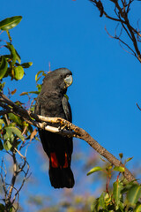 Colourful red tailed black cockatoo (calyptorhynchus banksii) in a gum tree around the Swan Valley, Perth, Western Australia
