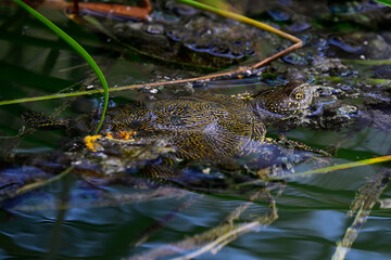 Europäische Sumpfschildkröte // European pond terrapin (Emys orbicularis hellenica) - Kaiafa-See, Peloponnes, Griechenland