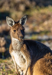 Wild Western Grey Kangaroo at sunrise in Whiteman Park in the Swan Valley around Perth, Western Australia