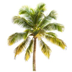 Single coconut palm tree against white
