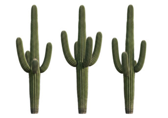 Three mature saguaro cacti with ribbed trunks, upward-curving arms and sharp spines, healthy and vibrant, against a transparent seamless studio background with shadowless lighting, desert plant
