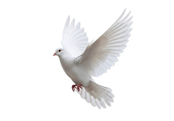 Obraz premium Majestic white dove with pristine feathers, sleek and perfectly formed, dynamically in mid-flight with wings spread wide against a transparent studio background with soft shadowless lighting, concept