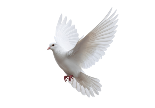 Majestic white dove with pristine feathers, sleek and perfectly formed, dynamically in mid-flight with wings spread wide against a transparent studio background with soft shadowless lighting, concept