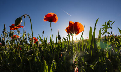 Beautiful romantic poppy flowers with sun star flare in a medow around Thun, Switzerland