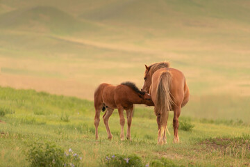Tender moment between a mare and her foal in a serene green landscape during golden hour light. Horses grazing in a meadow among hills, mother and child concept.