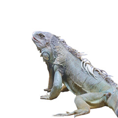 Green iguana isolated on white background