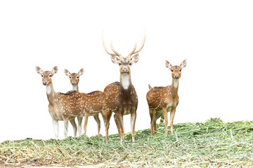 deer isolated on white background, group of deer on white background