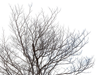 Dead tree isolated on white background