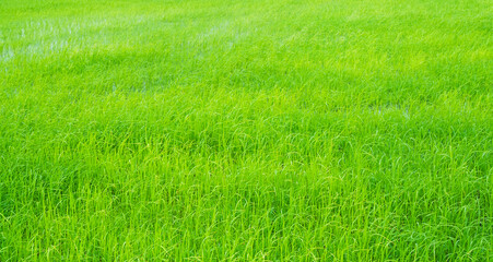 Rice field background, jasmine rice organic agriculture farm raw food ingredient traditional asian, green grass landscape environment zero carbon energy eco concept.