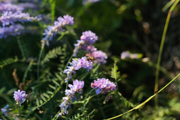 Honey bee pollinating purple meadow flowers