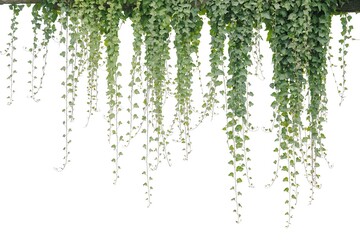 Green ivy plant with trailing vines hanging down isolated on white background