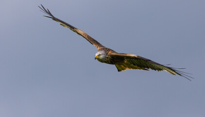 Red Kite (Milvus milvus) in flight hunting for prey around Zug in Switzerland