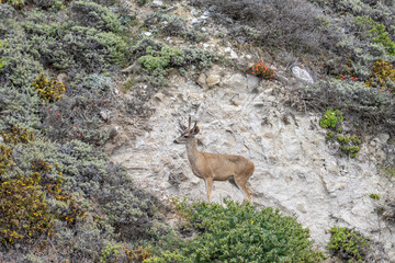 Odocoileus hemionus / Black-tailed deer. Hurricane Point Vista Point, California State Route 1, Monterey County, California. Odocoileus hemionus ssp. columbianus