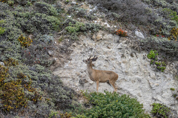 Odocoileus hemionus / Black-tailed deer. Hurricane Point Vista Point, California State Route 1, Monterey County, California. Odocoileus hemionus ssp. columbianus
