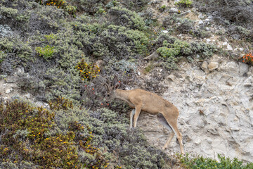 Odocoileus hemionus / Black-tailed deer. Hurricane Point Vista Point, California State Route 1, Monterey County, California

