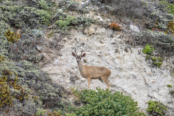 Odocoileus hemionus / Black-tailed deer. Hurricane Point Vista Point, California State Route 1, Monterey County, California. Odocoileus hemionus ssp. columbianus