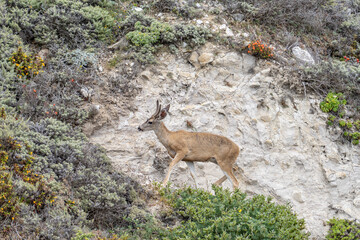 Odocoileus hemionus / Black-tailed deer. Hurricane Point Vista Point, California State Route 1, Monterey County, California. Odocoileus hemionus ssp. columbianus