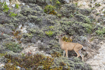 Odocoileus hemionus / Black-tailed deer. Hurricane Point Vista Point, California State Route 1, Monterey County, California. Odocoileus hemionus ssp. columbianus