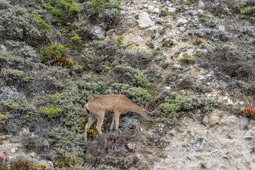 Odocoileus hemionus / Black-tailed deer. Hurricane Point Vista Point, California State Route 1, Monterey County, California

