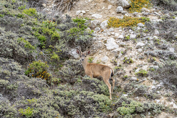 Odocoileus hemionus / Black-tailed deer. Hurricane Point Vista Point, California State Route 1, Monterey County, California. Odocoileus hemionus ssp. columbianus