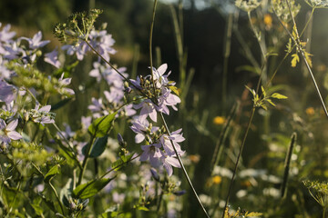 Wild purple bellflowers in summer meadow