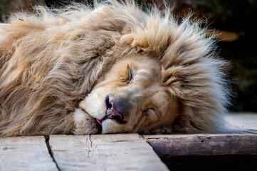 Fototapeta premium A mammal of the cat family and one of the five species of big cats. It is the second largest feline after the tiger. Lions show marked sexual dimorphism, the main feature of males being the mane.