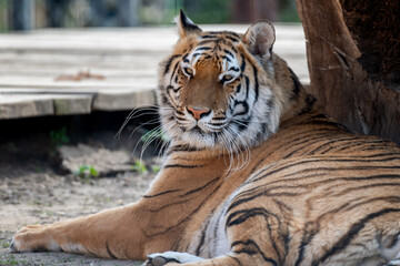 It is a subspecies of the tiger Panthera tigris. In 2015, the validity of most tiger subspecies was questioned. It inhabits the Indian subcontinent and is among the largest and most powerful felines. © Tom