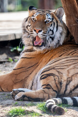 Fototapeta premium It is a subspecies of the tiger Panthera tigris. In 2015, the validity of most tiger subspecies was questioned. It inhabits the Indian subcontinent and is among the largest and most powerful felines.