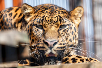 Obraz premium It is a large cat. Leopards probably evolved in Africa about 3–4 million years ago, from where they spread to Asia and Europe. The leopard is a stocky cat with a large head and a long tail.