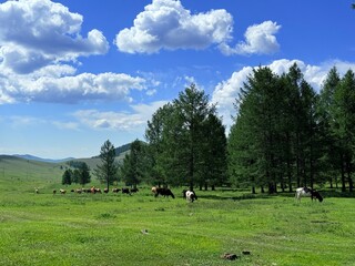Grazing livestock and nomadic yurts on Mongolian steppe near Ulaanbaatar, captured during a horse riding tour