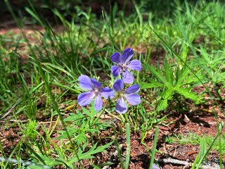 Grazing livestock and nomadic yurts on Mongolian steppe near Ulaanbaatar, captured during a horse riding tour