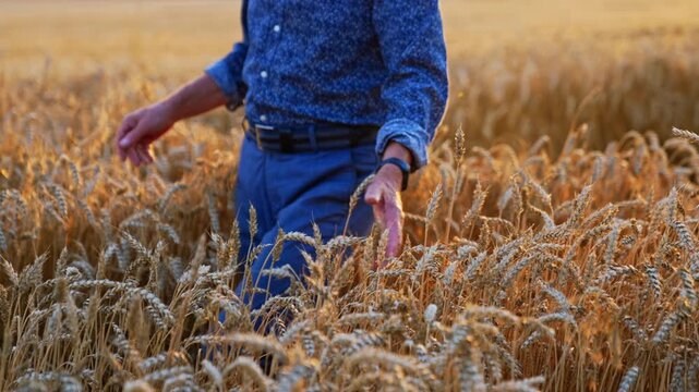 Unrecognized man wearing blue shirt and trousers walks through the field of wheat. Farmer touches the spikes gently and picking one.