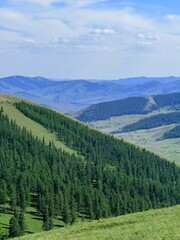 Fototapeta premium Grazing livestock and nomadic yurts on Mongolian steppe near Ulaanbaatar, captured during a horse riding tour