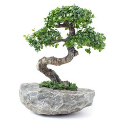 Miniature bonsai tree on a gray stone