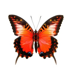Obraz premium Vibrant orange-red butterfly, detailed wings, black accents
