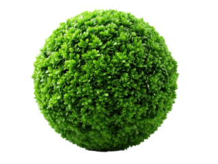 Lush green round hedge balls nature park plant arrangement outdoor. Isolated on transparent background, png.