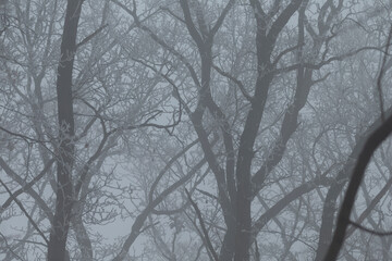 Obraz premium This is a captivating black and white photo featuring trees that stand tall and majestic in a foggy and mysterious forest setting