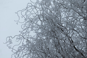 A tree that is adorned with an abundance of branches and is covered completely in a beautiful layer of shimmering snow