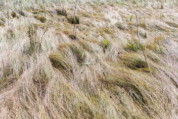Windblown Dry Grass Field with Weeds