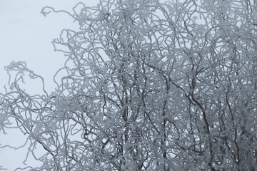 A magnificent tree entirely covered in shimmering snow and glistening ice, set against a clear blue sky in the background, creating a beautiful winter scene