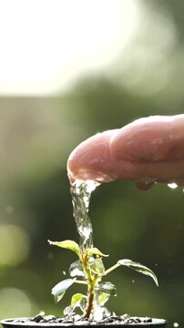 Green environment sustainability, growth, agriculture, energy, gardening concept. Hand watering young sprout, water drops on growing plant tree, Vertical. Concept of Ecology, Eco, World Earth Day