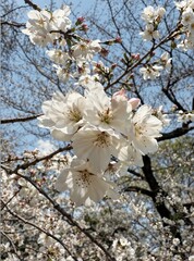 Close-up of white cherry blossom flowers in full bloom during spring against a bright blue sky. Tranquil and natural beauty