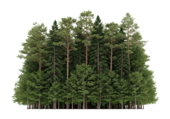 A lush diverse forest of mature broadleaf deciduous and slender coniferous trees, dense layered canopy with visible leaves and trunks, low-angle, isolated on transparent background, crisp,