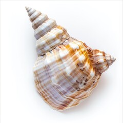Obraz premium Detailed spiral seashell, light and dark beige/tan stripes on white/cream background