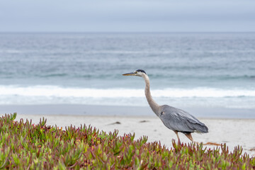 The great blue heron (Ardea herodias) is a large wading bird in the heron family Ardeidae. 17-Mile Drive on the Monterey Peninsula in California
