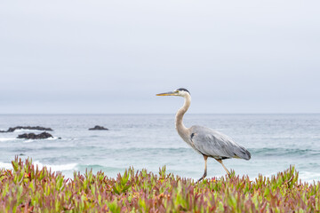 The great blue heron (Ardea herodias) is a large wading bird in the heron family Ardeidae. 17-Mile Drive on the Monterey Peninsula in California