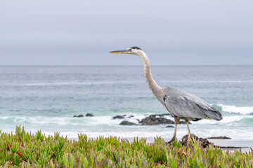 The great blue heron (Ardea herodias) is a large wading bird in the heron family Ardeidae. 17-Mile Drive on the Monterey Peninsula in California
