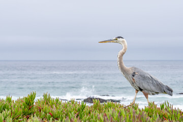 The great blue heron (Ardea herodias) is a large wading bird in the heron family Ardeidae. 17-Mile Drive on the Monterey Peninsula in California